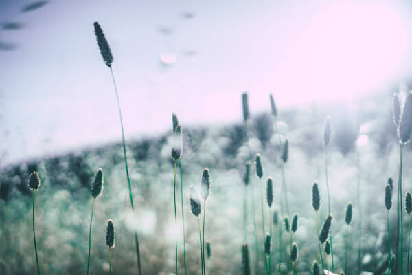 Eine Wiese mit Grashalmen, bei denen der Pollenflug gut zu erkennen ist.