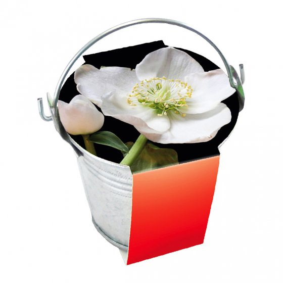 Pflanzset Fichte und Christrose