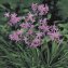 Tulbaghia Wilder Knoblauch 5er-Set - 1