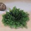 Rose von Jericho 3er-Set - 1