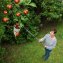 Obstsammler XL mit Teleskopstiel - 4