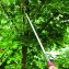 Teleskopierbare Baumschere mit Säge - 5